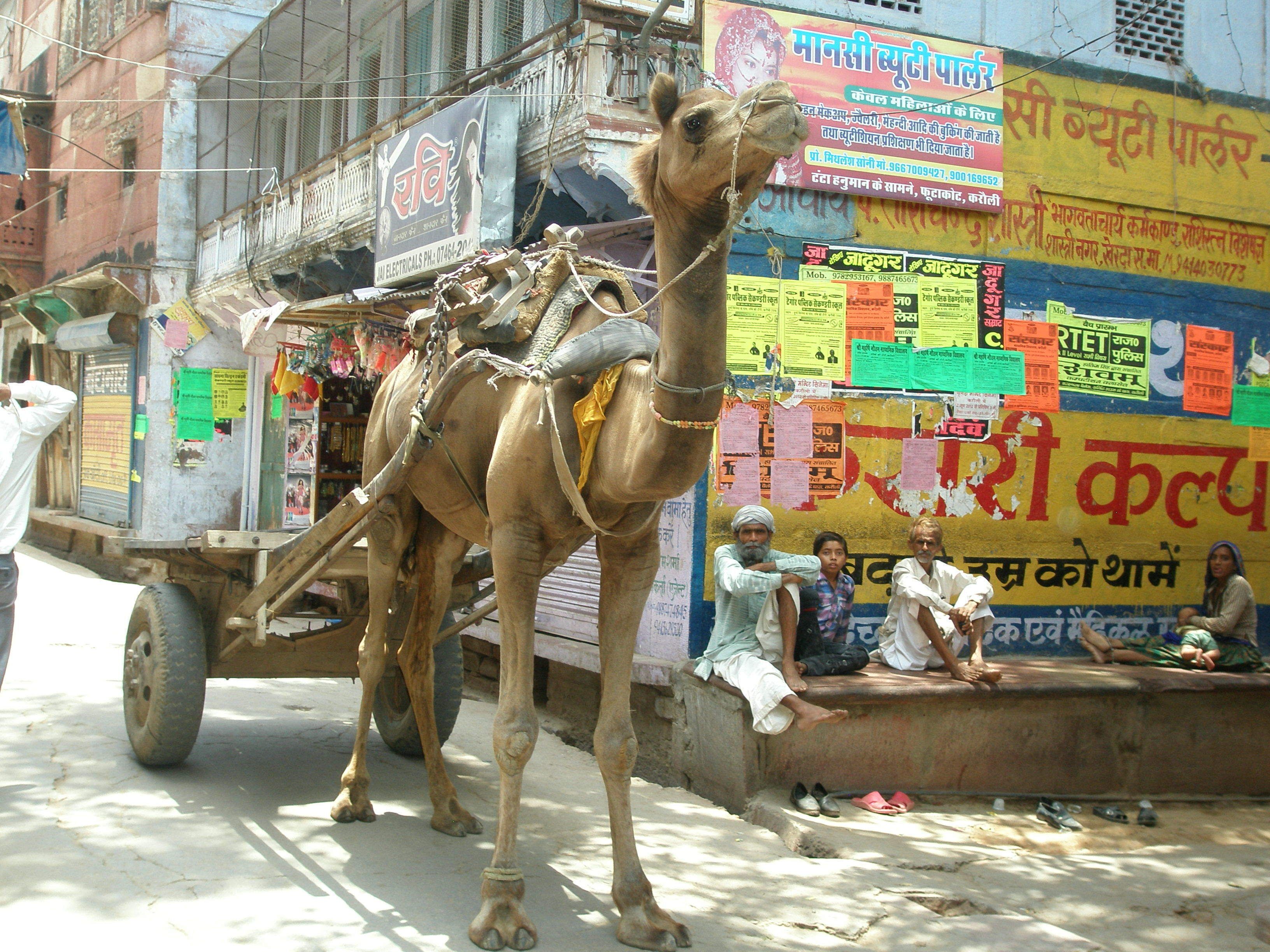 Every day life in Karauli