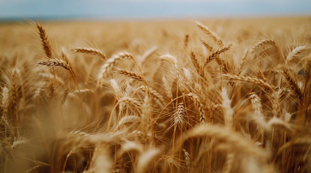 Golden wheat field and blue sky. Growth nature harvest. Agriculture farm.