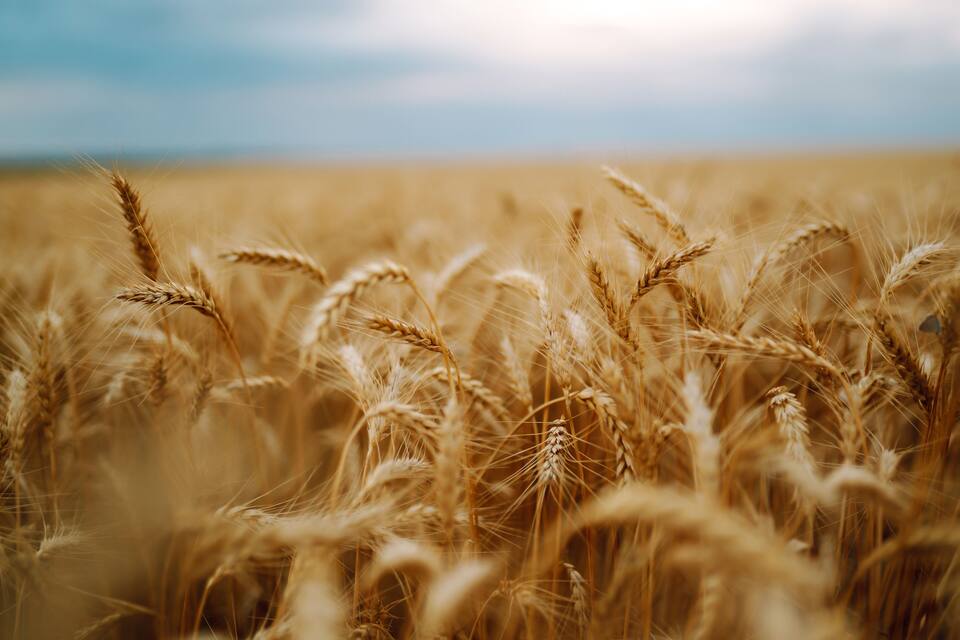 A field of golden wheat with a clear sky in the background.