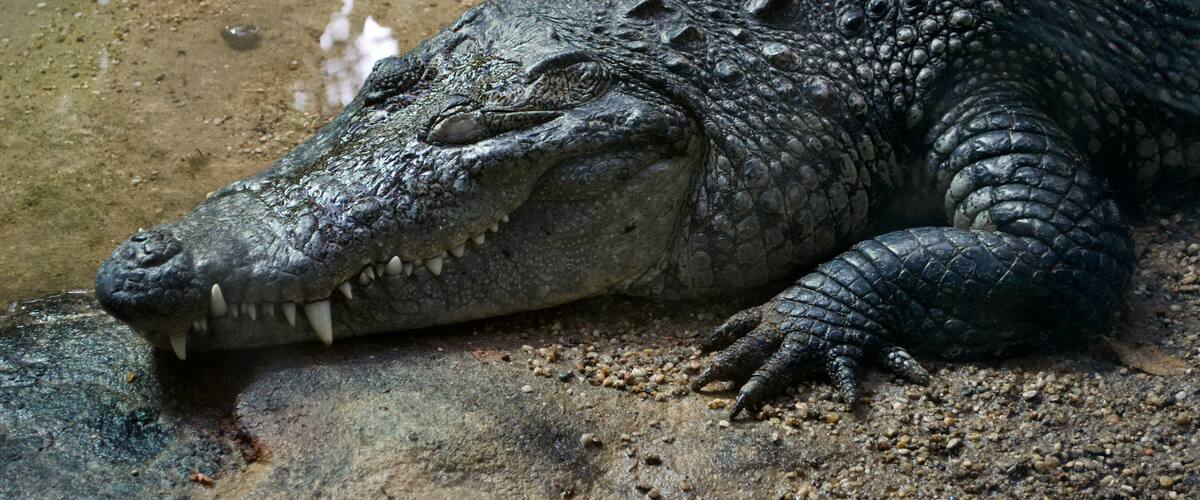Mexican Morelet's crocodile (Crocodylus moreletii) asleep. White teeth prominent and visible in its mouth; sandy claws spread out by its head; sleeping on the bank near water