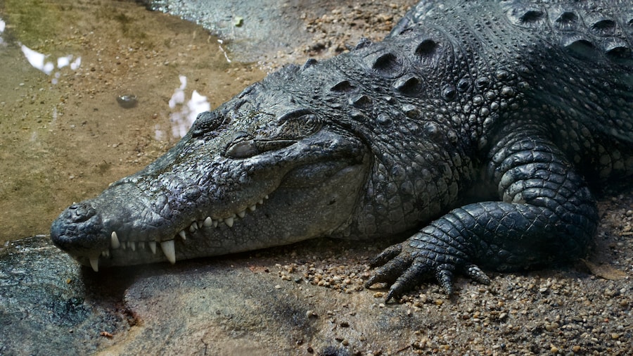 リバーサイド レプタイル ランチ