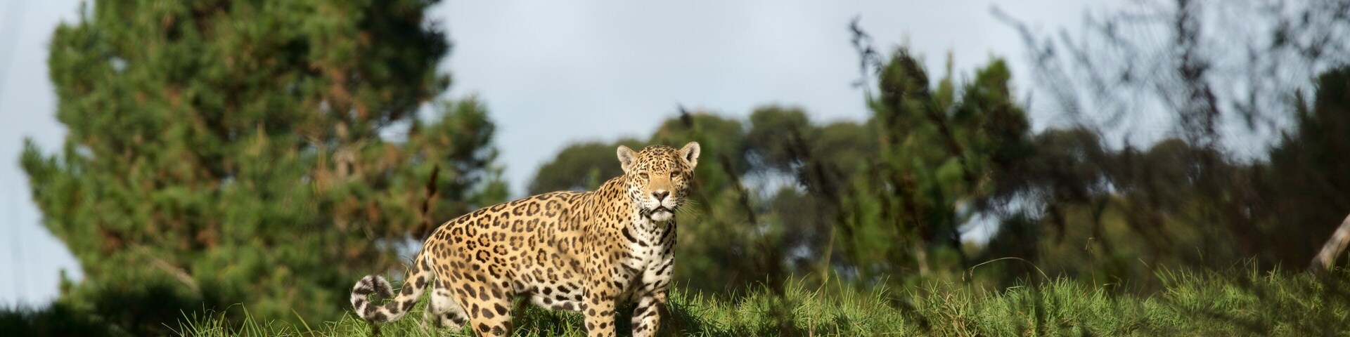 Jukani Wildlife Park showing zoo animals, land animals and dangerous animals