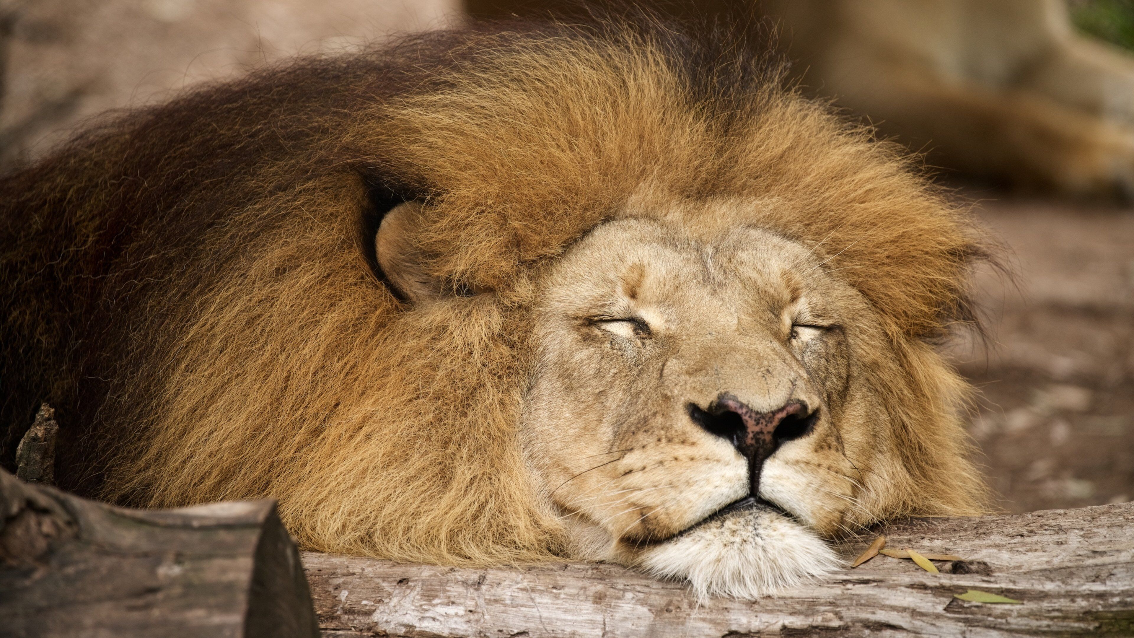 Jukani Wildlife Park showing dangerous animals, land animals and zoo animals