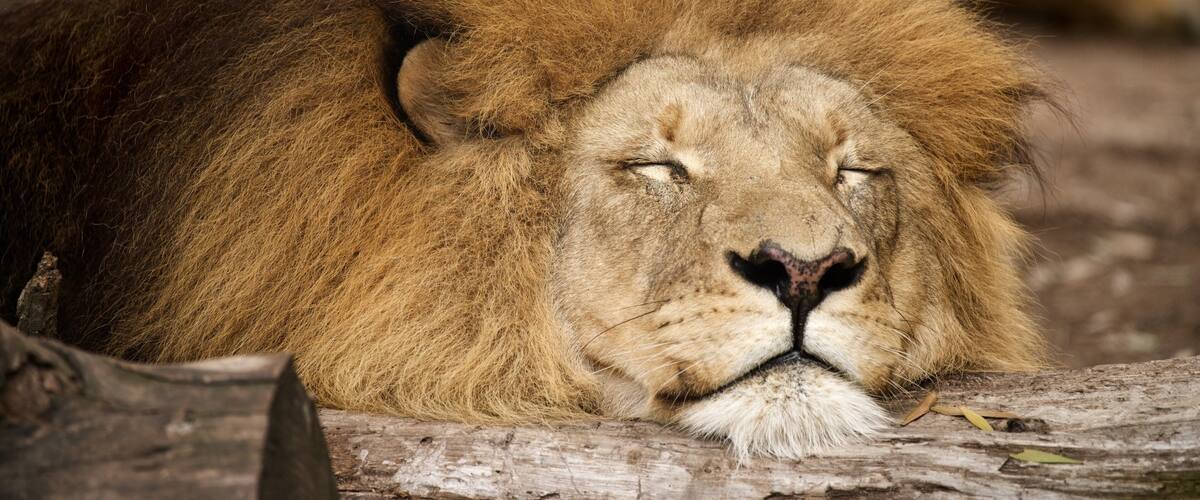 Jukani Wildlife Park que inclui animais terrestres, animais perigosos e animais de zoológico