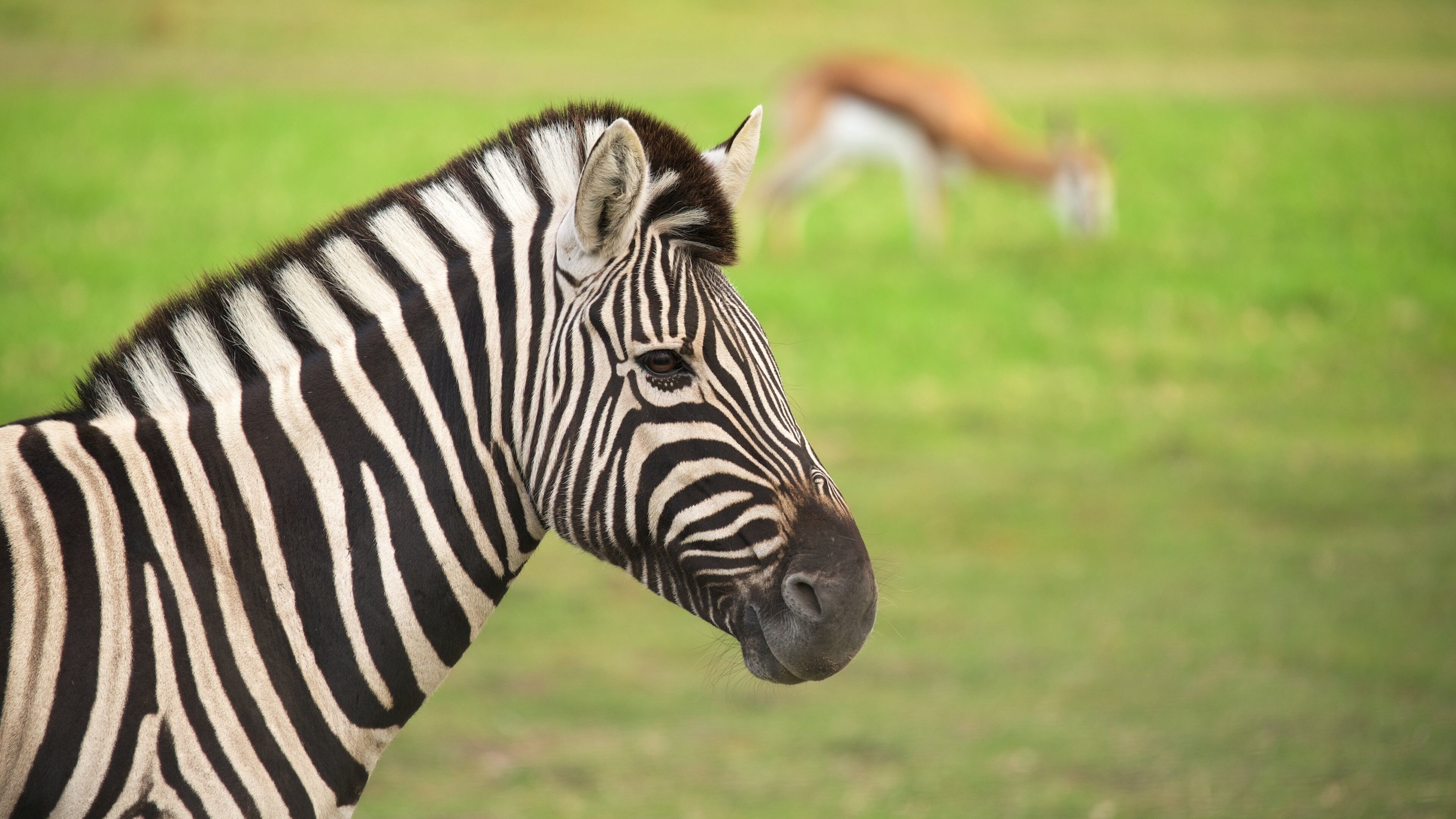 Jukani Wildlife Park which includes zoo animals and land animals