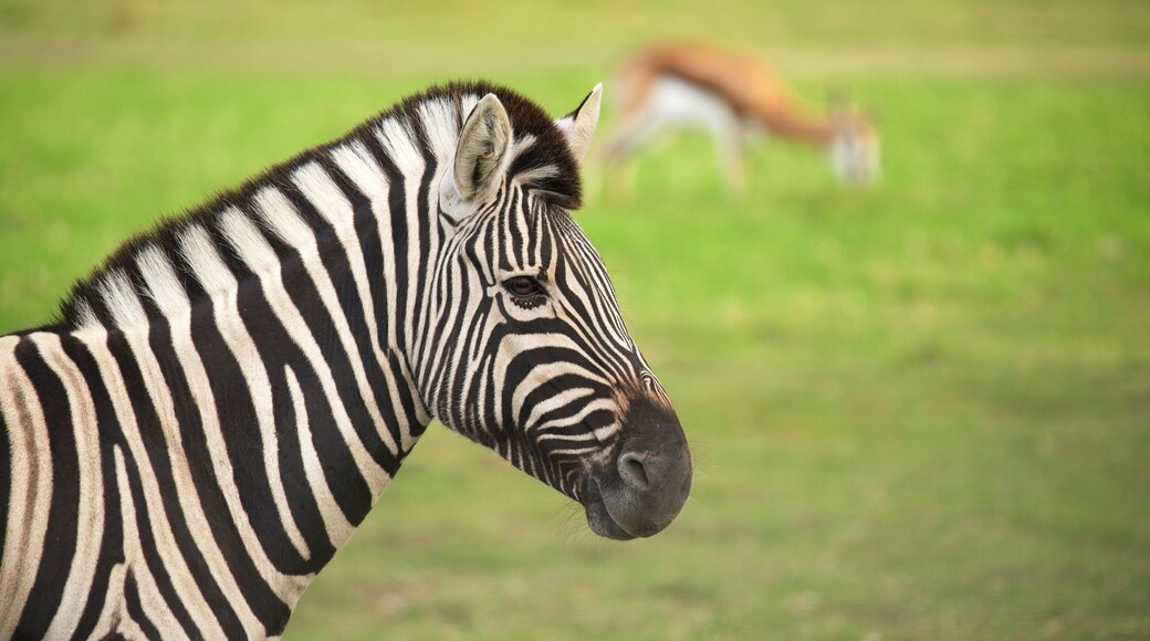 Jukani Wildlife Park which includes zoo animals and land animals