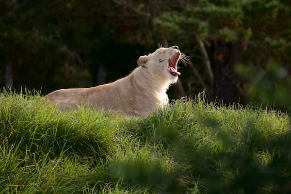 Jukani Wildlife Park