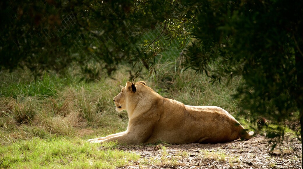 Jukani Wildlife Park featuring dangerous animals, land animals and zoo animals