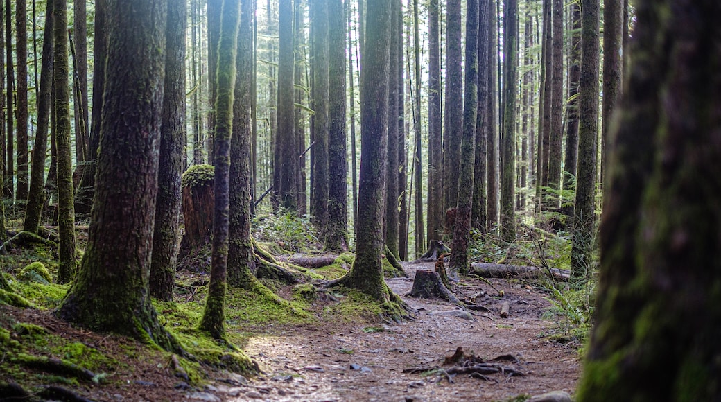 Parc d'Ătat Wallace
