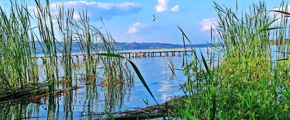 A calm lake with tall grass in the foreground, a wooden pier extending into the water, and a clear blue sky with scattered clouds.