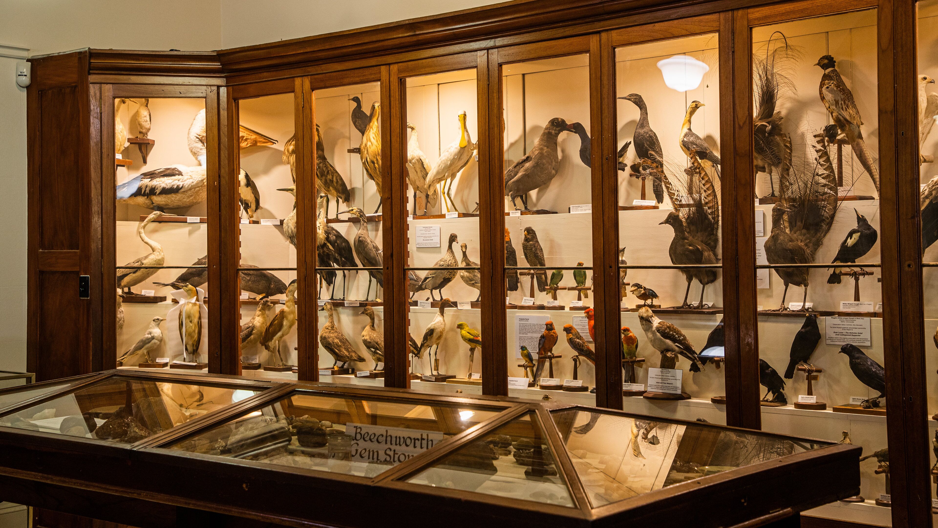 Burke Museum which includes interior views