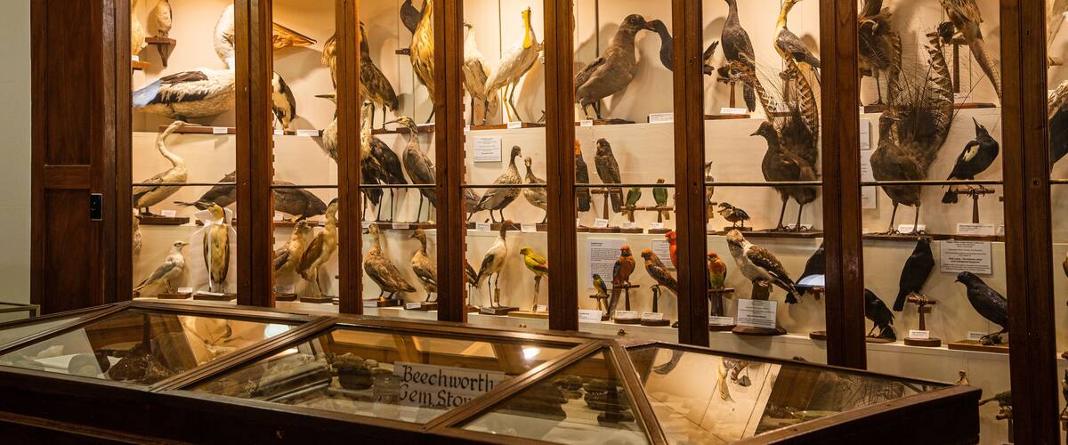 Burke Museum which includes interior views