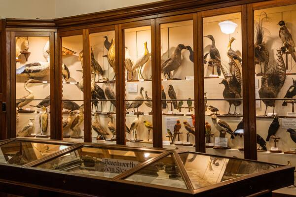 Burke Museum which includes interior views