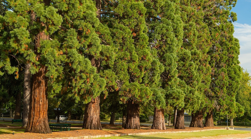 Beechworth featuring a park