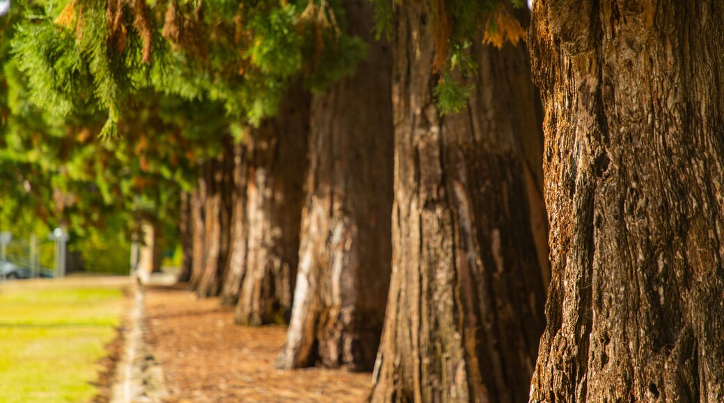 Town Hall Gardens featuring a garden