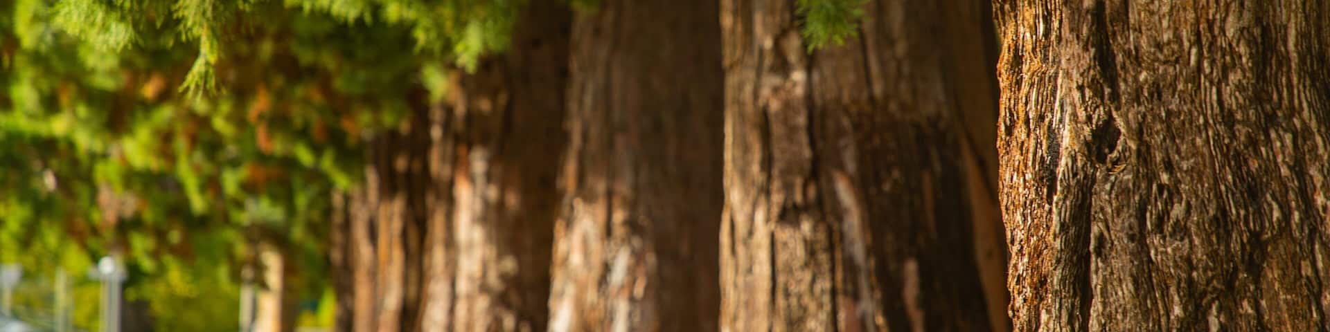 Town Hall Gardens featuring a garden