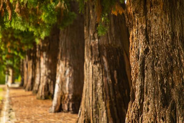 Town Hall Gardens featuring a garden