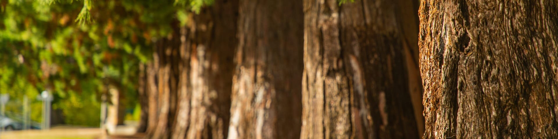 Town Hall Gardens featuring a garden