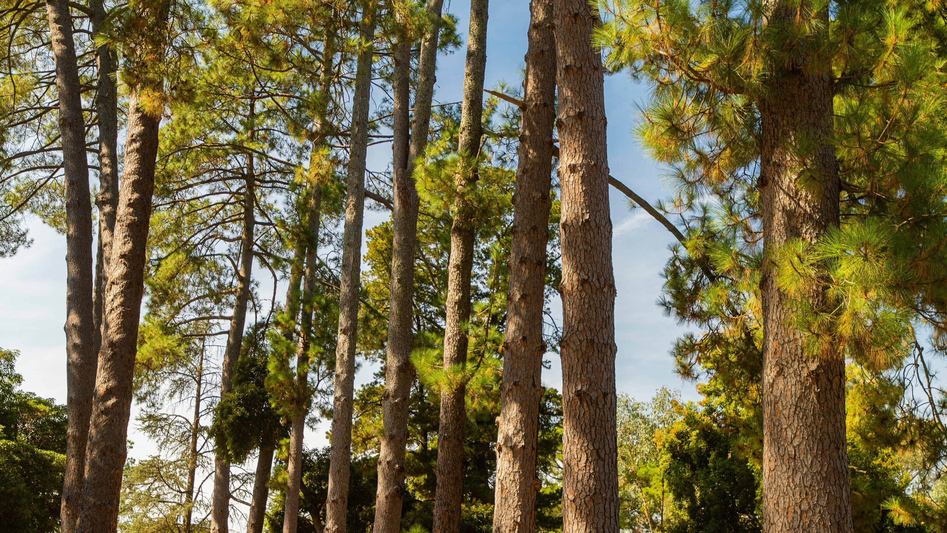 Queen Victoria Park which includes a park