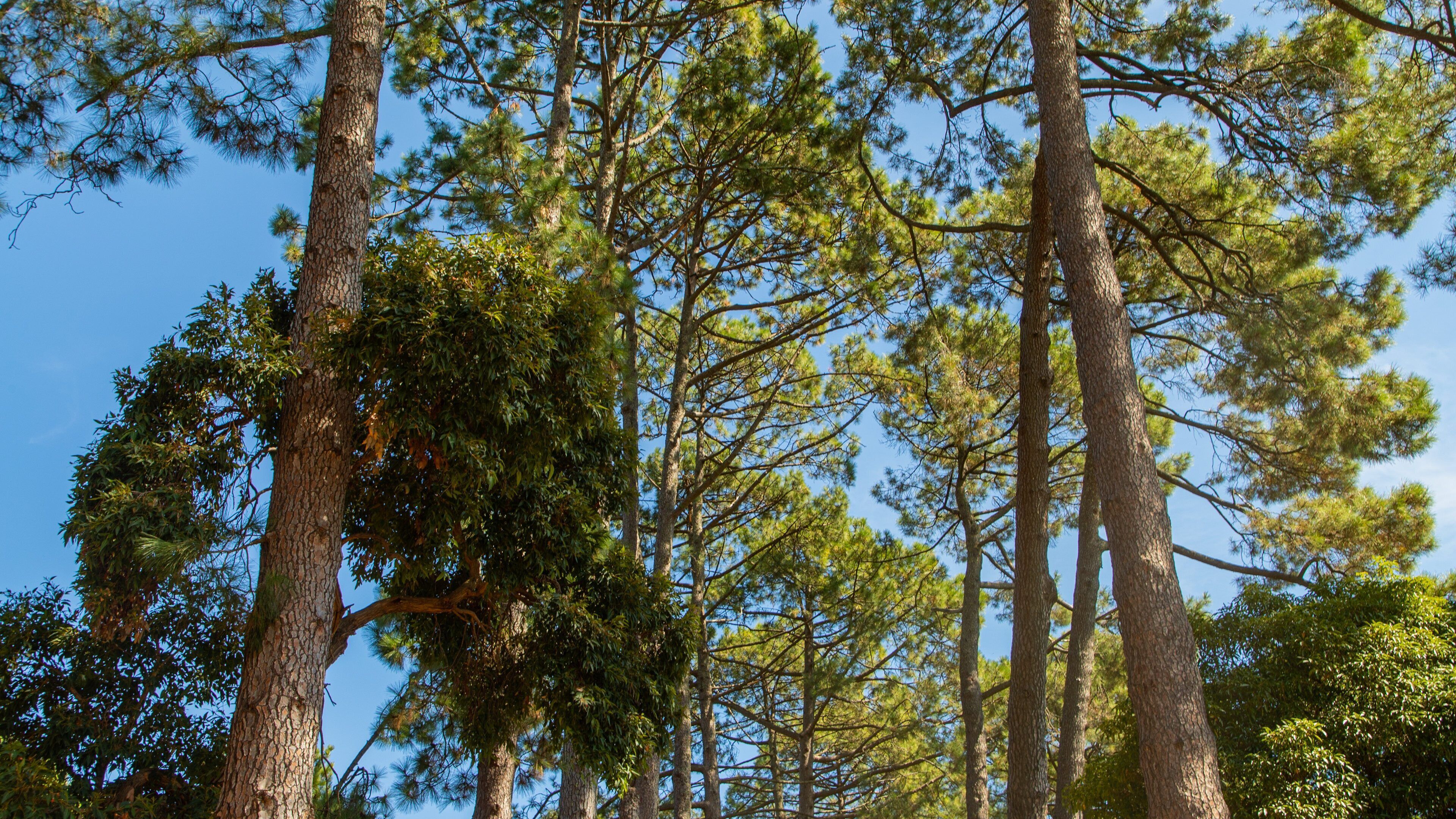 Queen Victoria Park which includes a garden