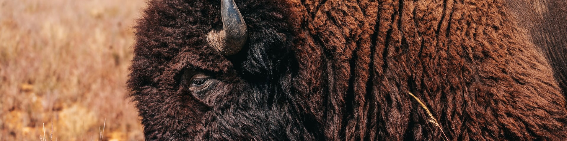Bison on the range, Southwest Oklahoma