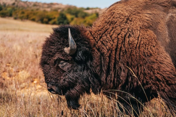 Bison on the range, Southwest Oklahoma