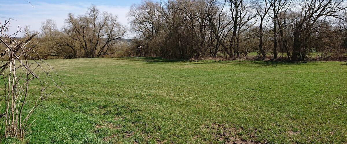 A grassy field with leafless trees and a clear blue sky.