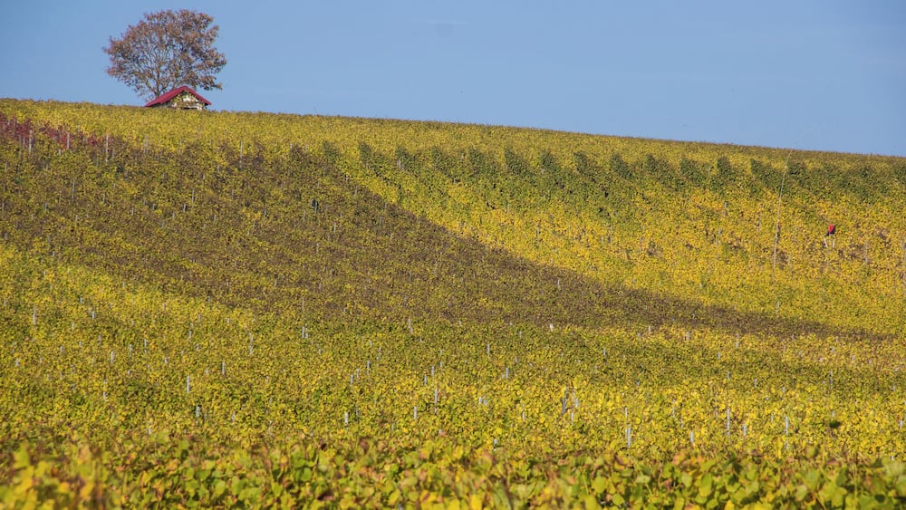A vineyard with rows of grapevines and a solitary tree on a hill.
