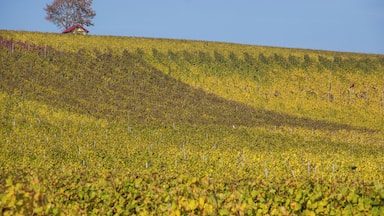Weininsel, Main, Sommerach, Nordheim, LSG Volkacher Mainschleife