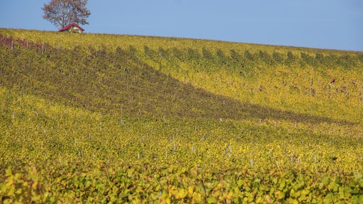 Weininsel, Main, Sommerach, Nordheim, LSG Volkacher Mainschleife