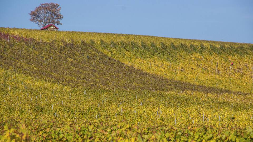 A vineyard with rows of grapevines and a solitary tree on a hill.