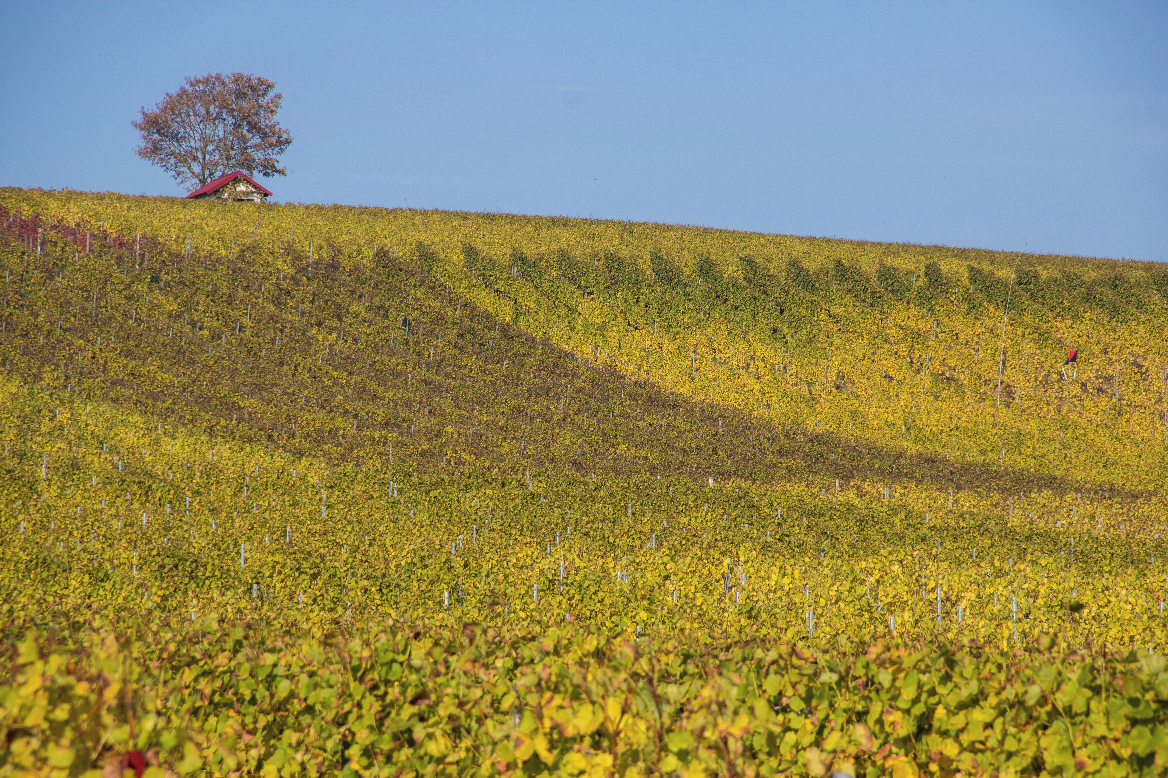 A vineyard with rows of grapevines and a solitary tree on a hill.