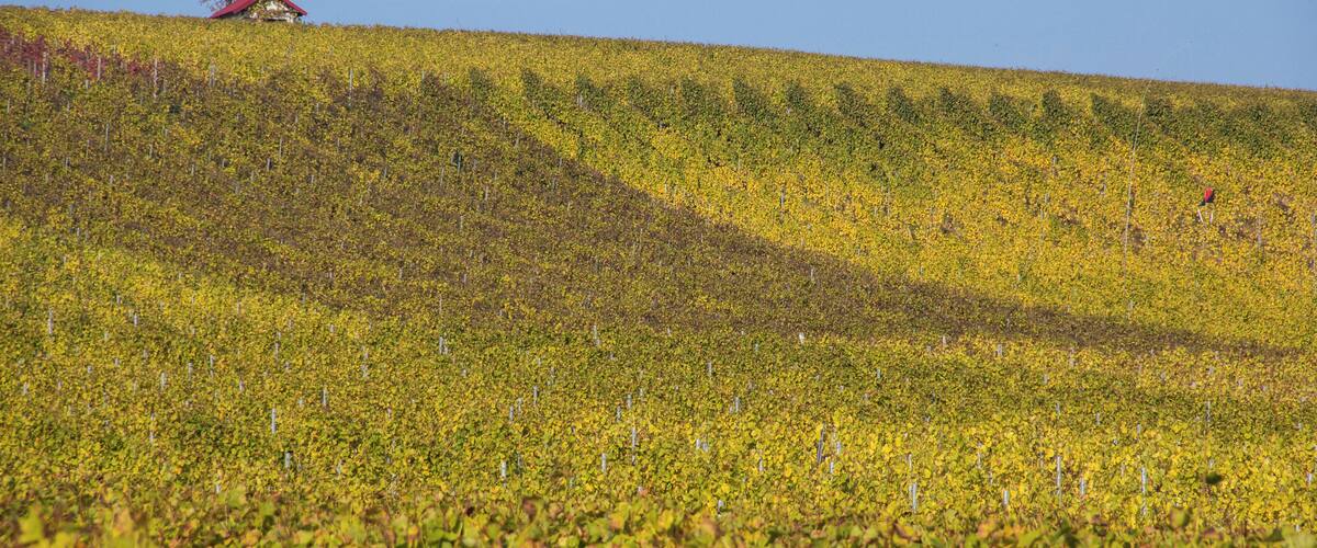 A vineyard with rows of grapevines and a solitary tree on a hill.