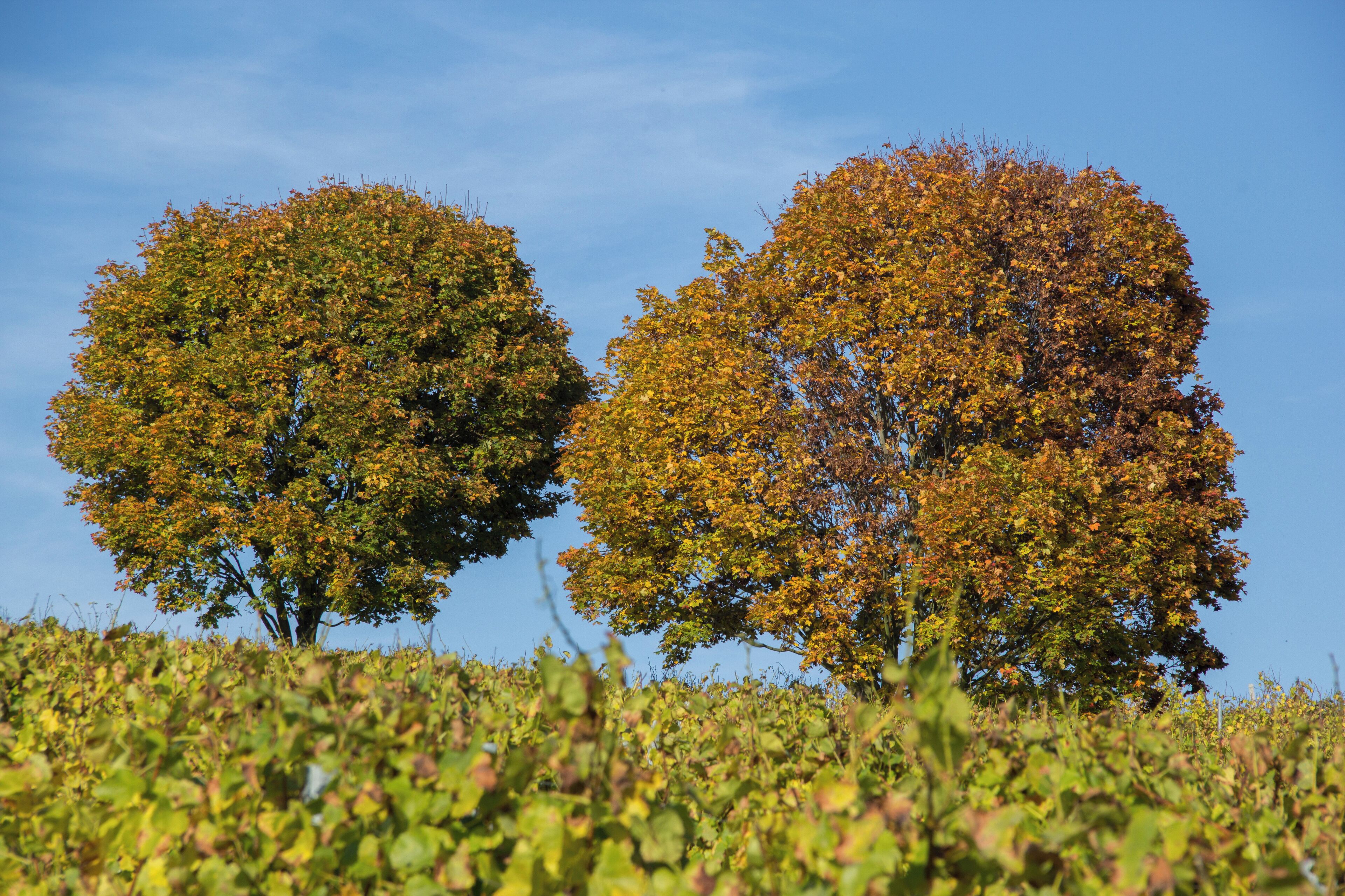 Weininsel, Main, Sommerach, Nordheim, LSG Volkacher Mainschleife