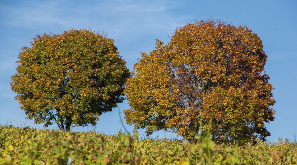 Weininsel, Main, Sommerach, Nordheim, LSG Volkacher Mainschleife