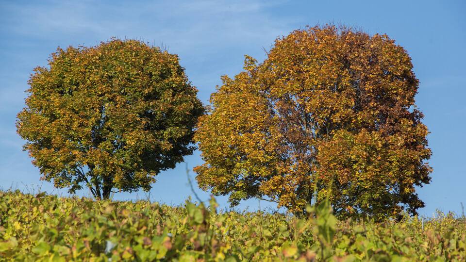Two trees with autumn foliage against a clear sky.