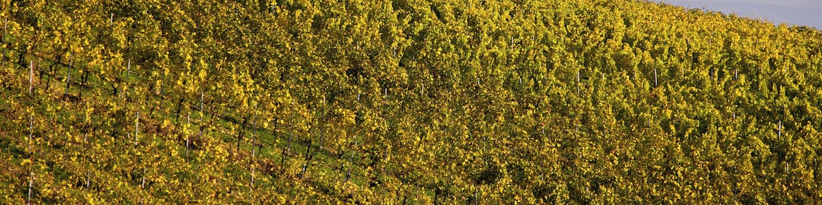 Weininsel, Main, Sommerach, Nordheim, LSG Volkacher Mainschleife