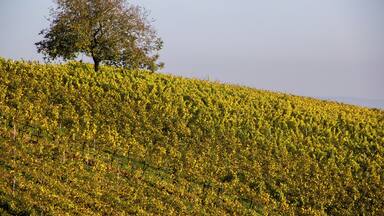 A vineyard with rows of grapevines and a single tree on a hill.