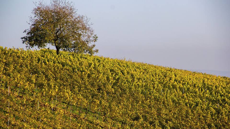 A vineyard with rows of grapevines and a single tree on a hill.