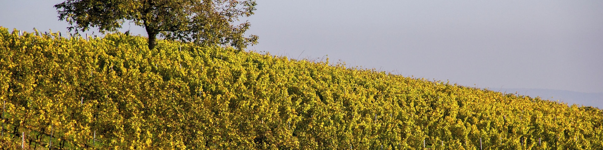 Weininsel, Main, Sommerach, Nordheim, LSG Volkacher Mainschleife