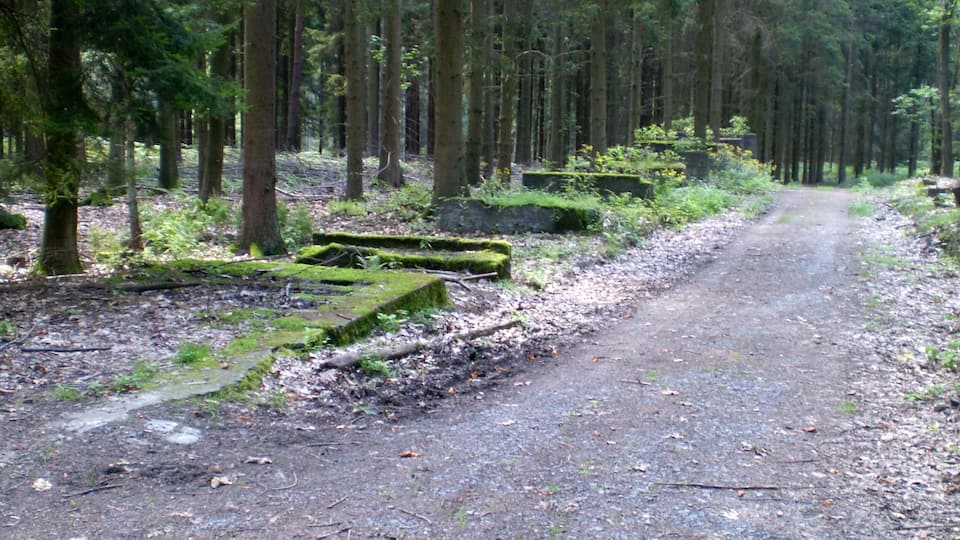 A forested path with moss-covered steps and dense trees.