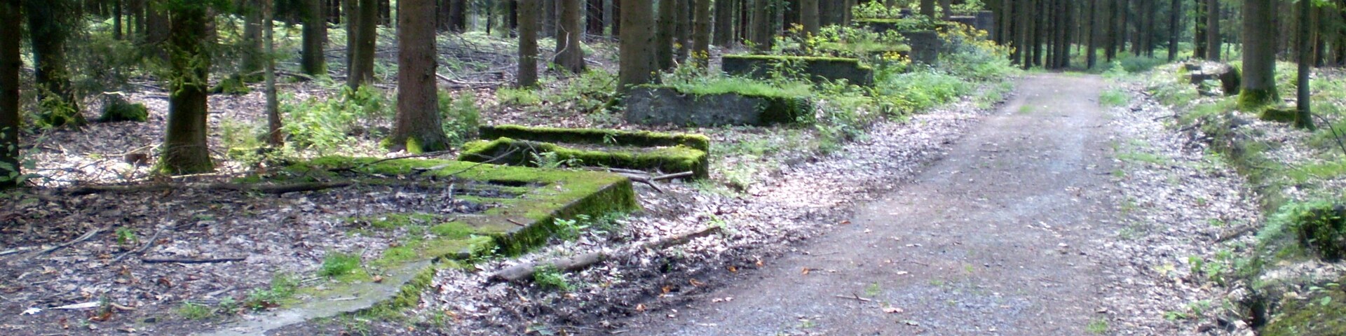 A forested path with moss-covered steps and dense trees.
