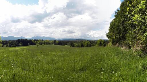 Wiesen im Frühling.