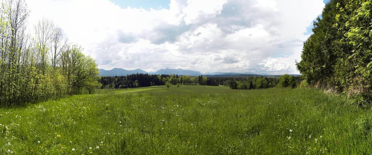 A lush green meadow with a winding path, surrounded by trees and mountains in the distance.