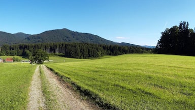 A rural landscape with a dirt path leading to a cluster of houses, surrounded by lush green fields and dense forests, with mountains in the background.
