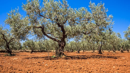 Campobello di Mazara
