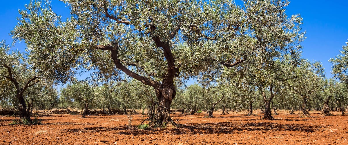 An olive grove with reddish soil and clear blue sky.