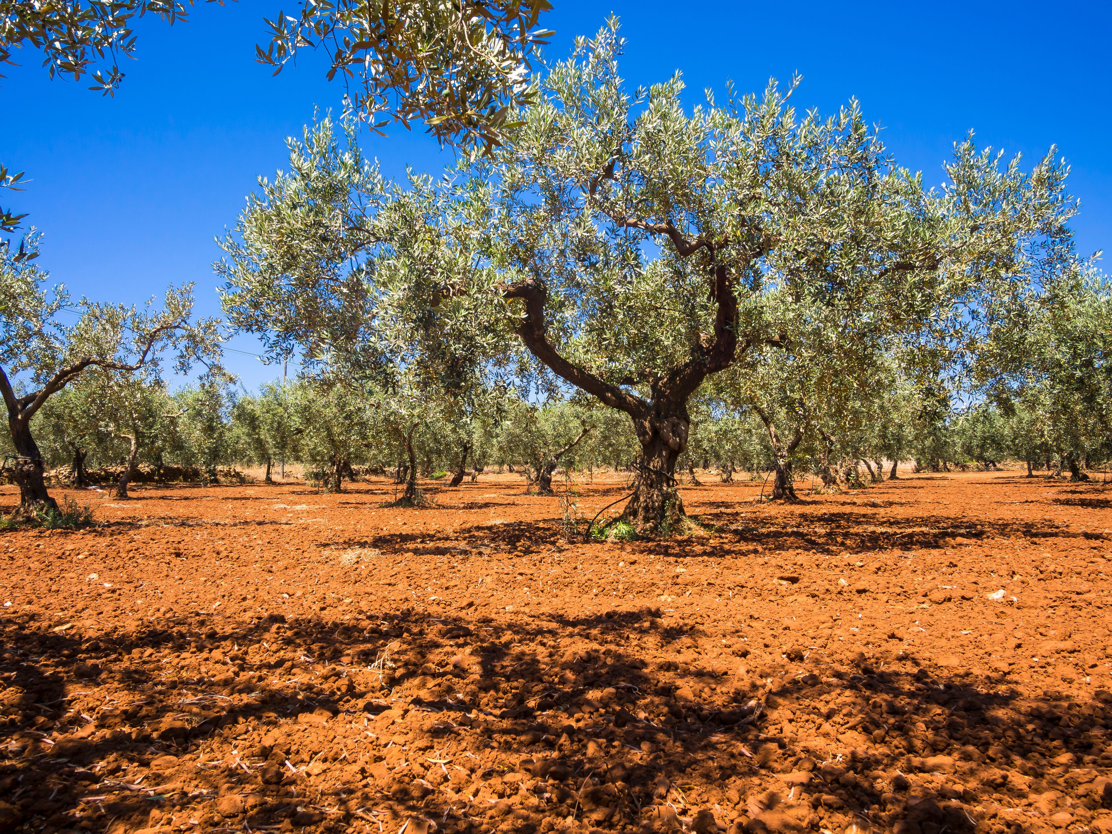 Campobello di Mazara