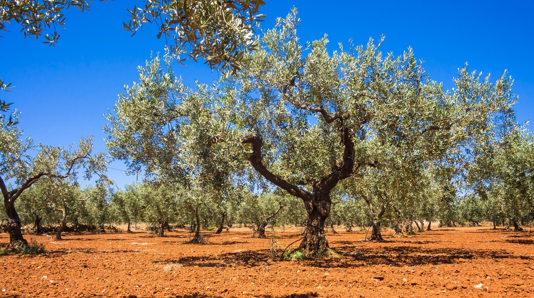 Campobello di Mazara