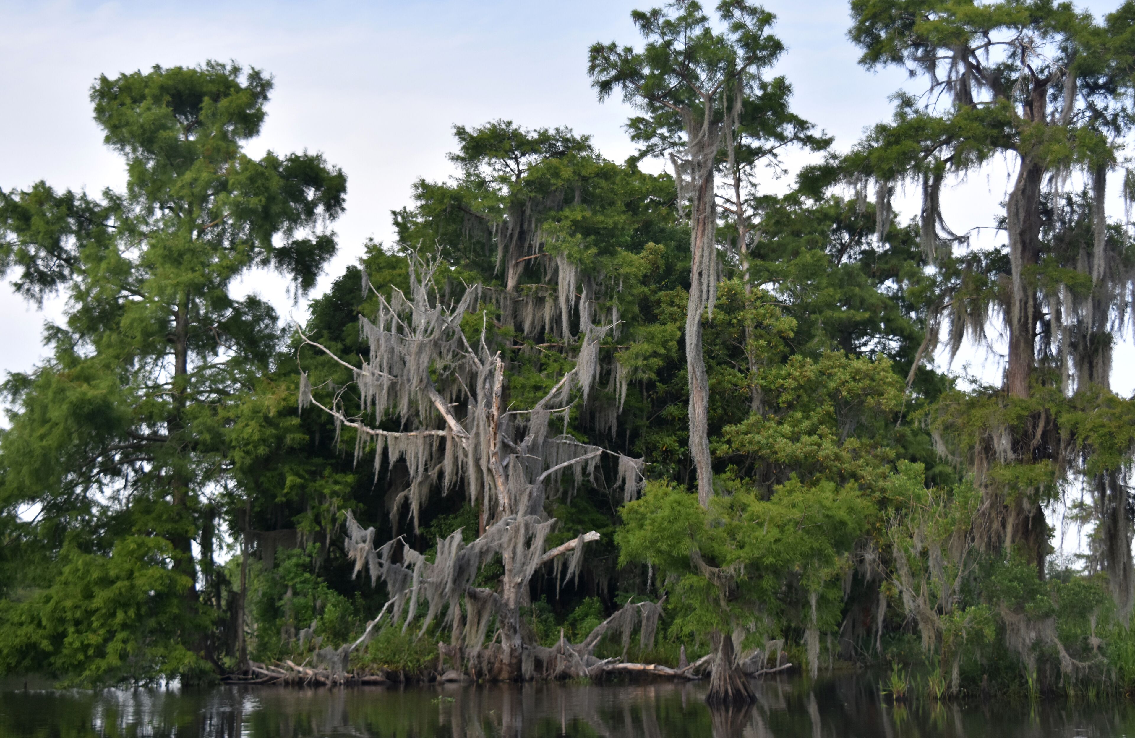 Belle Chasse